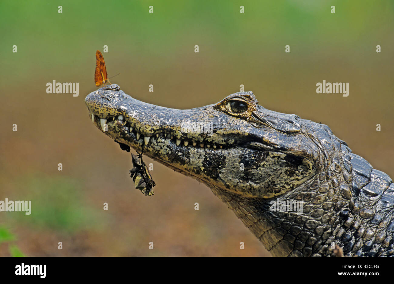 Spectacled Caiman Caiman crocodilus adult with Julia Butterfly Dryas iulia Pantanal Brazil South America Stock Photo