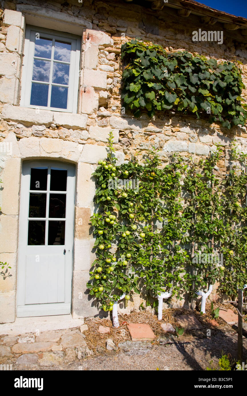 Trained apple trees at the "Prieuré d'Orsan" gardens, France Stock Photo