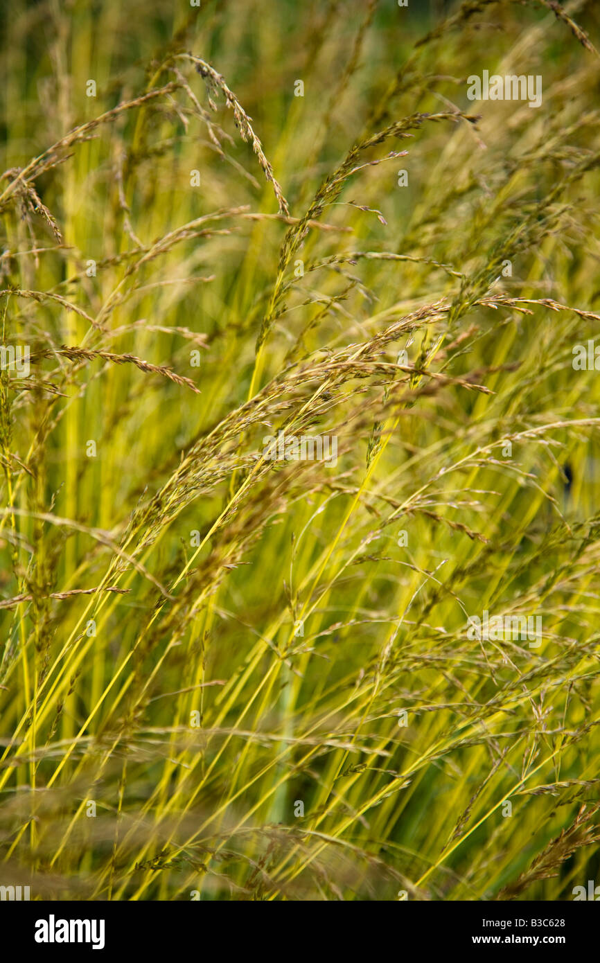 Molinia caerulea Variegata Stock Photo