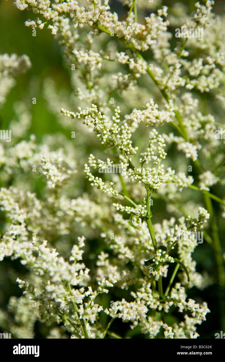 Artemisia Lactiflora Stock Photo