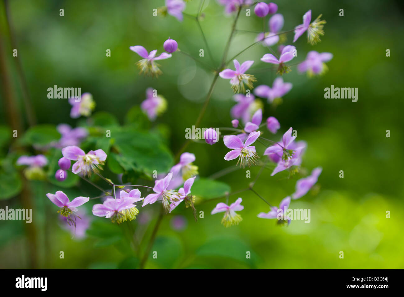 Thalictrum Rochebrunianum 'lavender mist' Meadow Rue Stock Photo