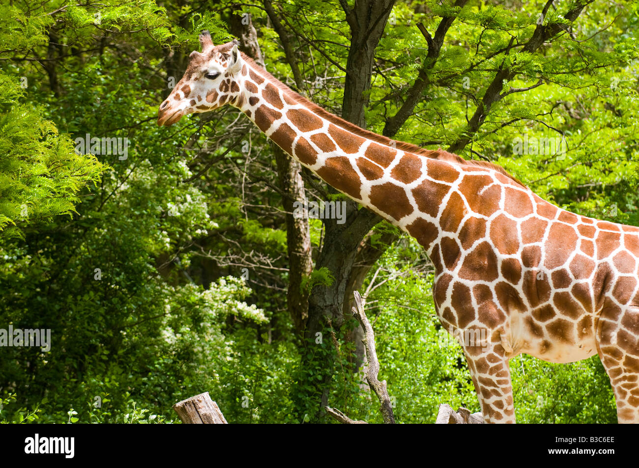Giraffe standing tall Stock Photo - Alamy