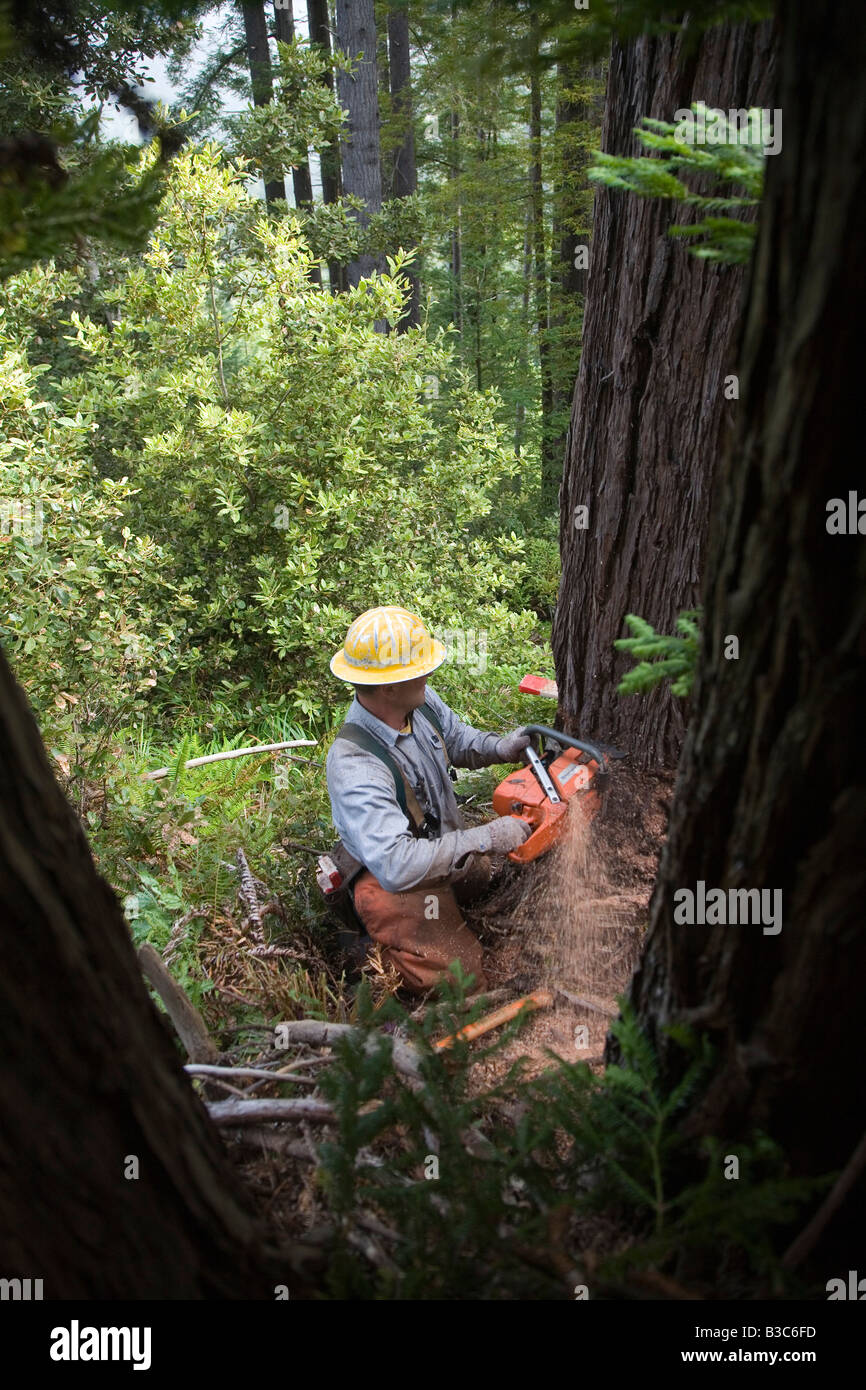 Logging of Redwoods in Northern California Stock Photo