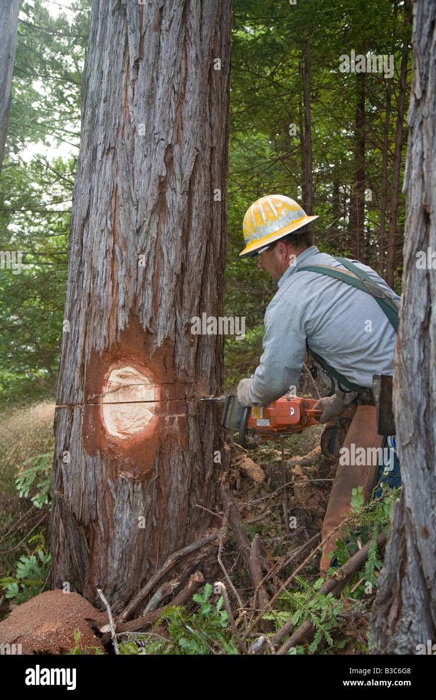 Logging of Redwoods in Northern California Stock Photo