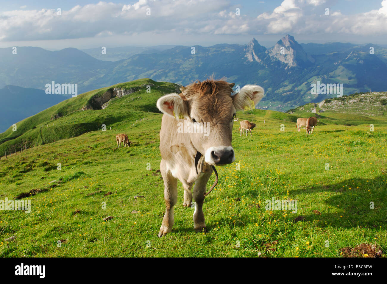 Cows on the Alps, Schwyz, Switzerland Stock Photo