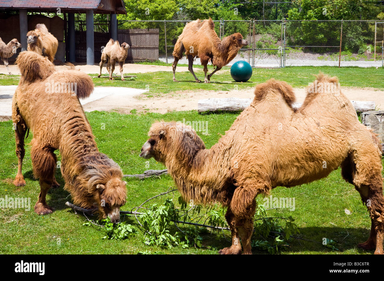Six Camels engaged in various activities Stock Photo