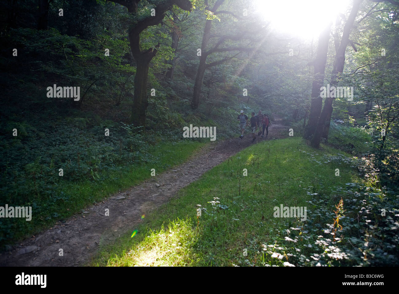 England, Somerset, Exmoor. Walking through the ancient woodland
