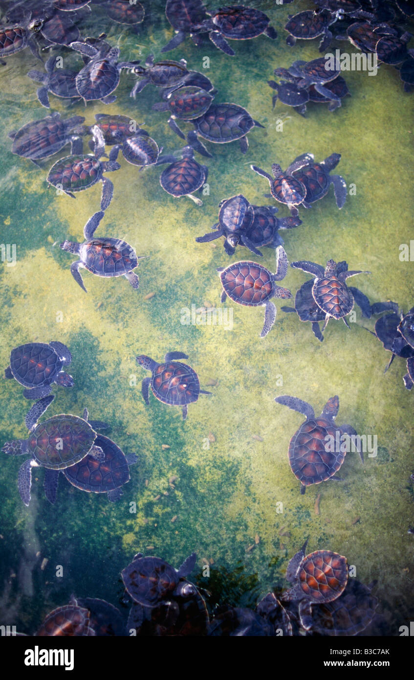 Caribbean, Grand Cayman, Boatswain's Beach. Baby Turtles hatched at a ...
