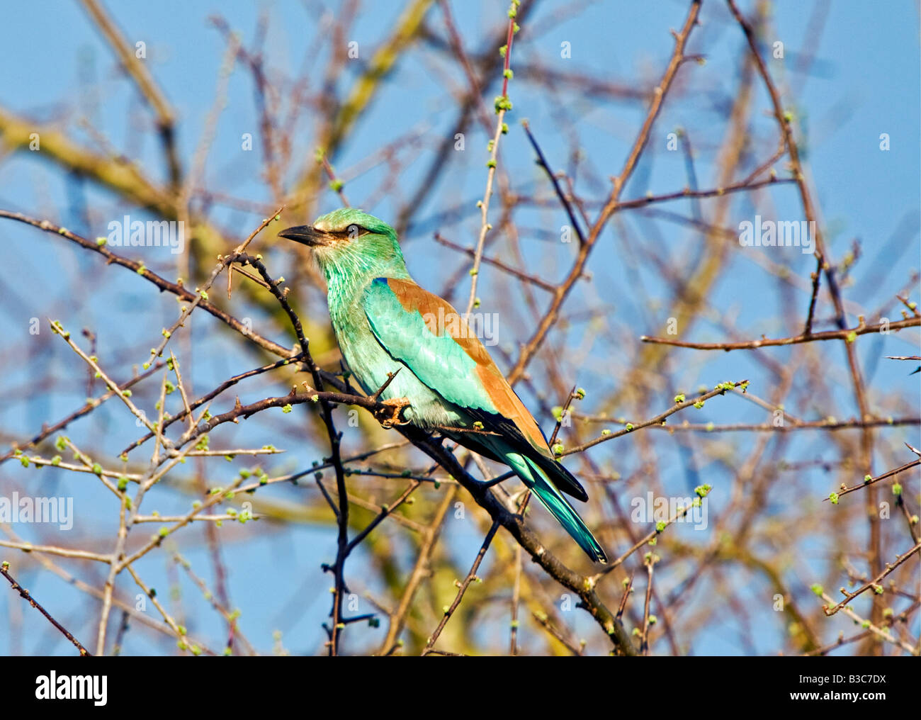 Kenya, Tsavo East National Park. An European Roller (Coracias garrulous), a common Palearctic visitor in East Africa from October to April. Stock Photo