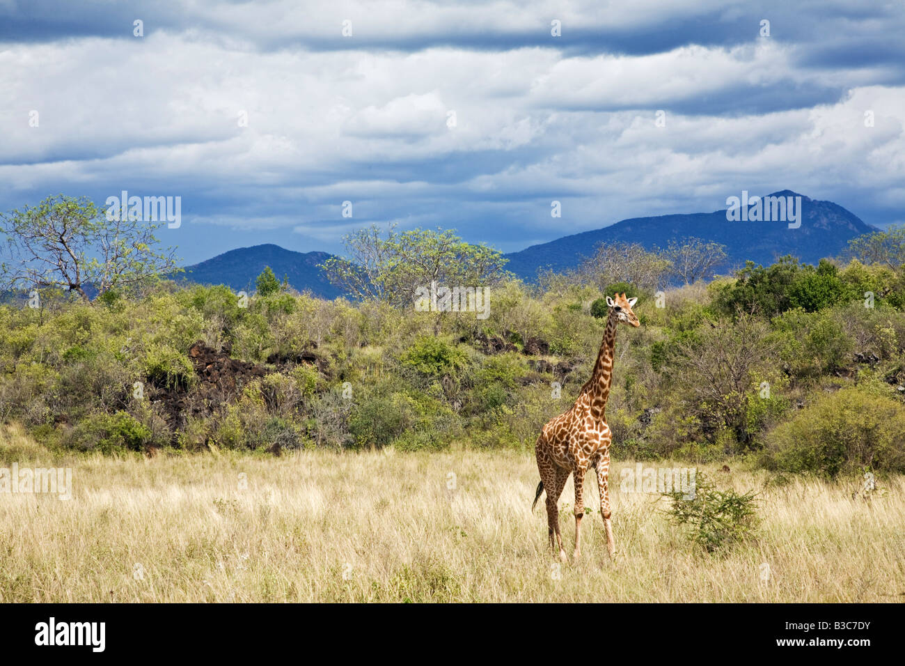 Kenya, Tsavo West National Park. A Maasai giraffe (Giraffa camelopardalis) in front of lava rocks with the Ngulia Mountain range rising in the background. Stock Photo
