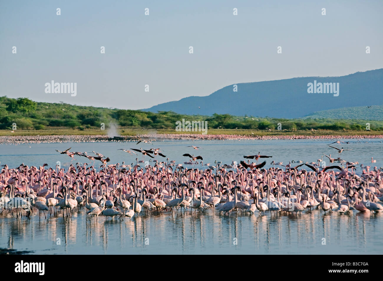 Kenya, Lake Bogoria. In the early morning, flocks of lesser