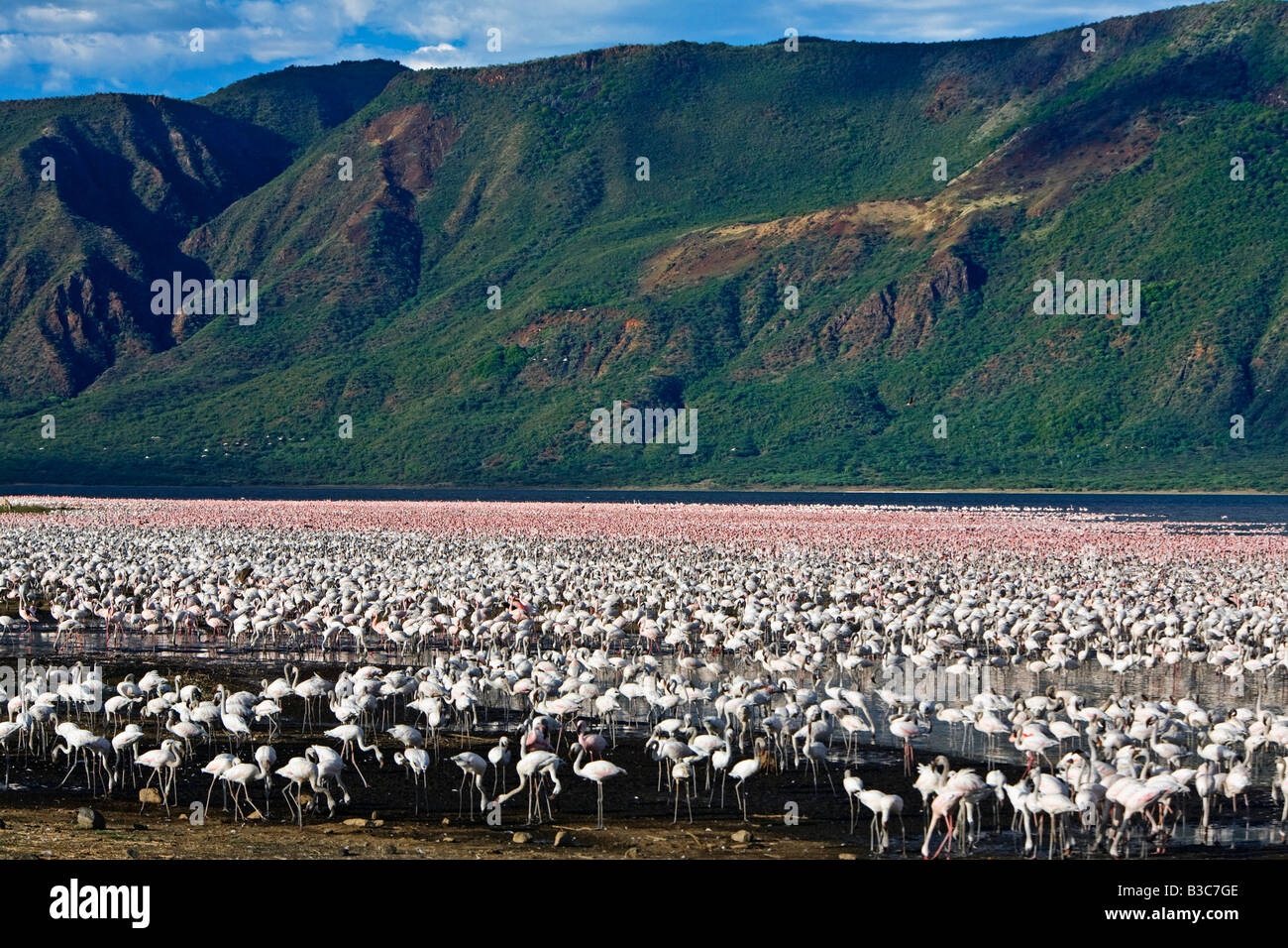 Kenya, Lake Bogoria. Large concentrations of lesser flamingo