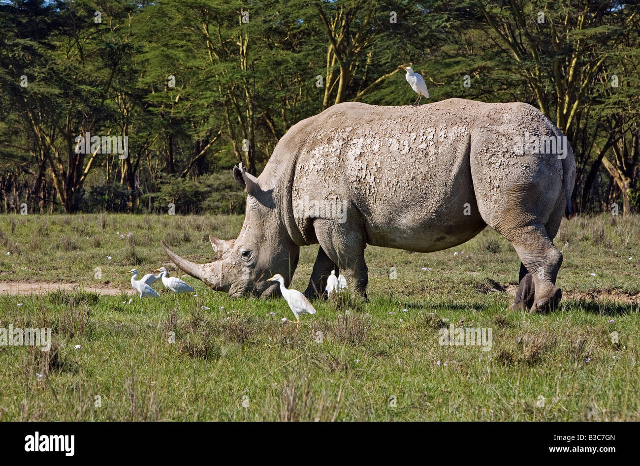 Kenya, Nakuru, Nakuru National Park. A white rhino grazes in Nakuru National Park with cattle egrets in attendance. Stock Photo