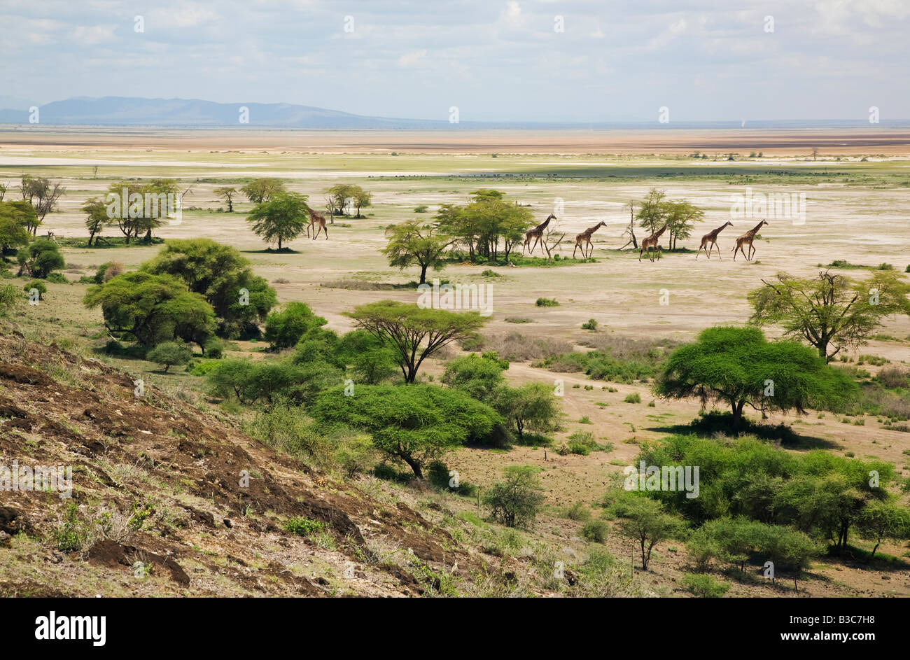 Kenya, Kajiado District, Amboseli National Park. Maasai giraffes move across open country in Amboseli National Park. Stock Photo