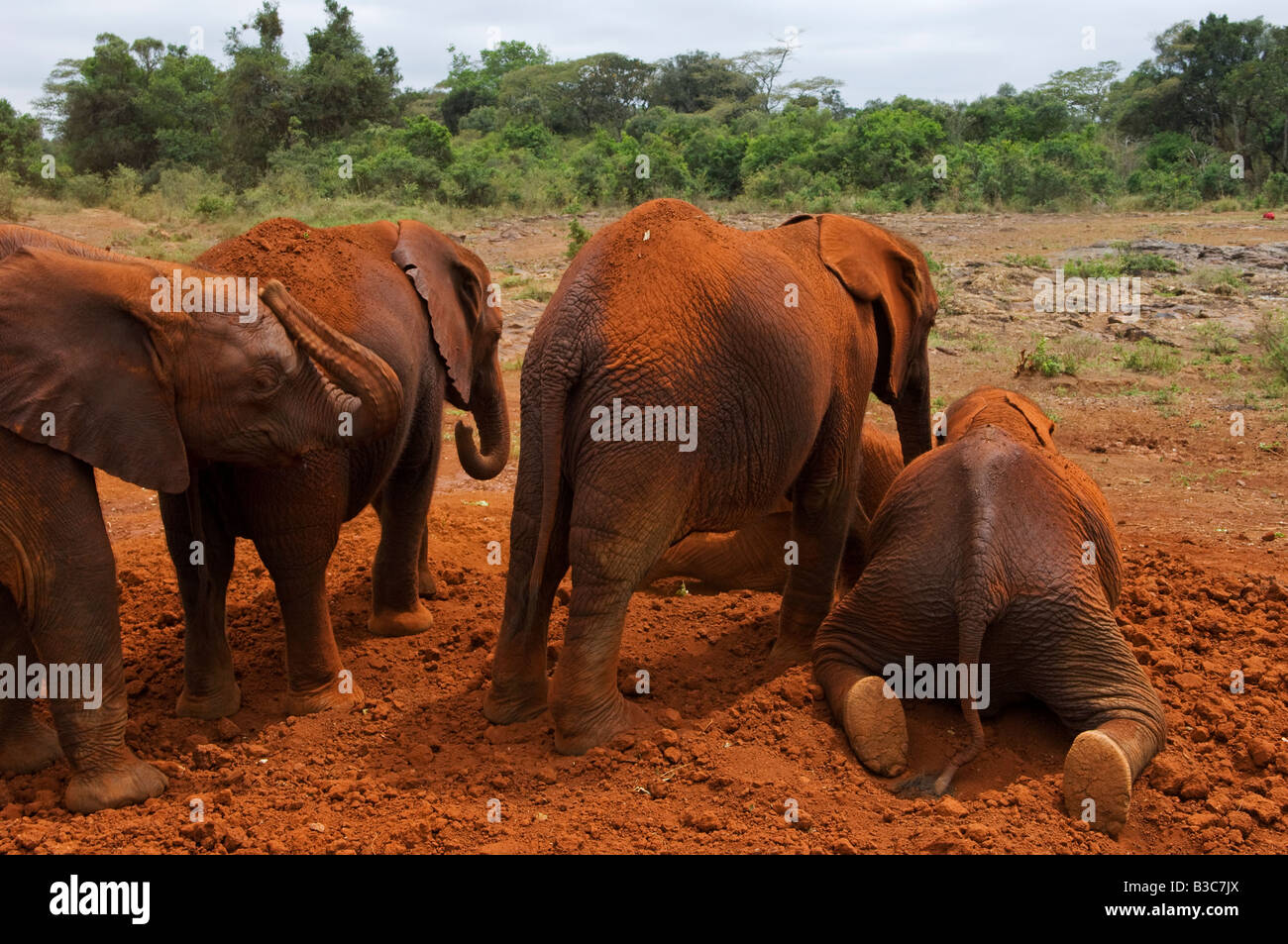 Kenya; Nairobi; David Sheldrick Wildlife Trust. Orphaned elephants take their daily dust bath at the elephant orphanage. Stock Photo