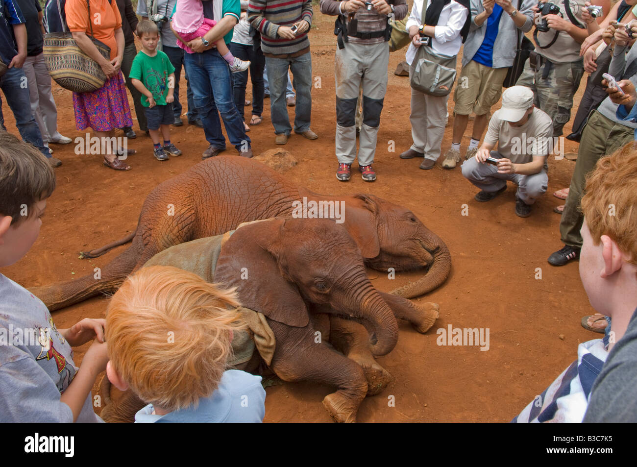 Kenya, Nairobi, David Sheldrick Wildlife Trust. Tourists watch the young elephants take their daily dust bath at the elephant orphanage. Stock Photo