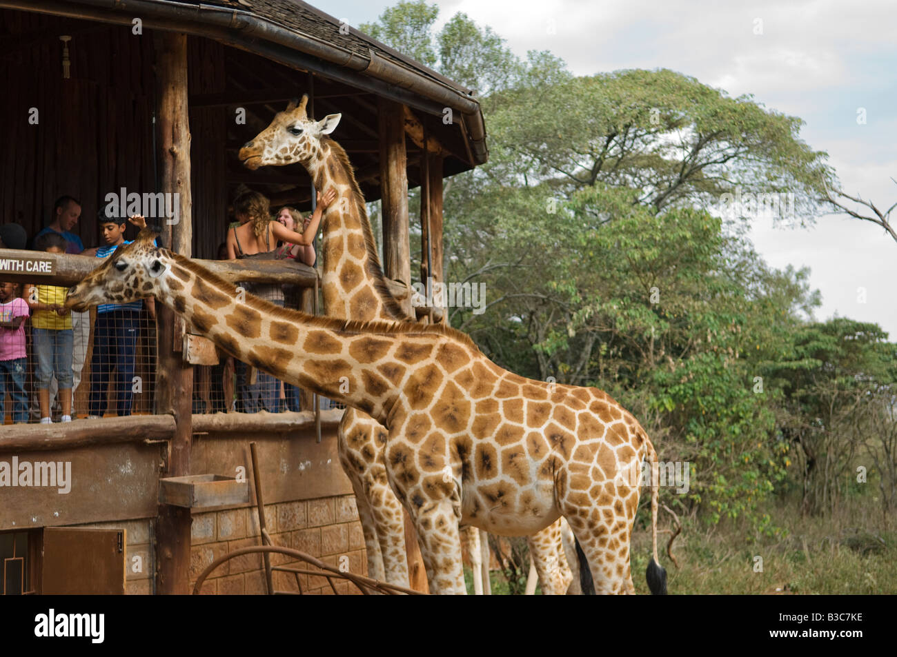 Kenya, Nairobi, Langata Giraffe Centre. Tourists can hand feed the giraffe at giraffe's eye-level at the Langata Giraffe Centre. Stock Photo