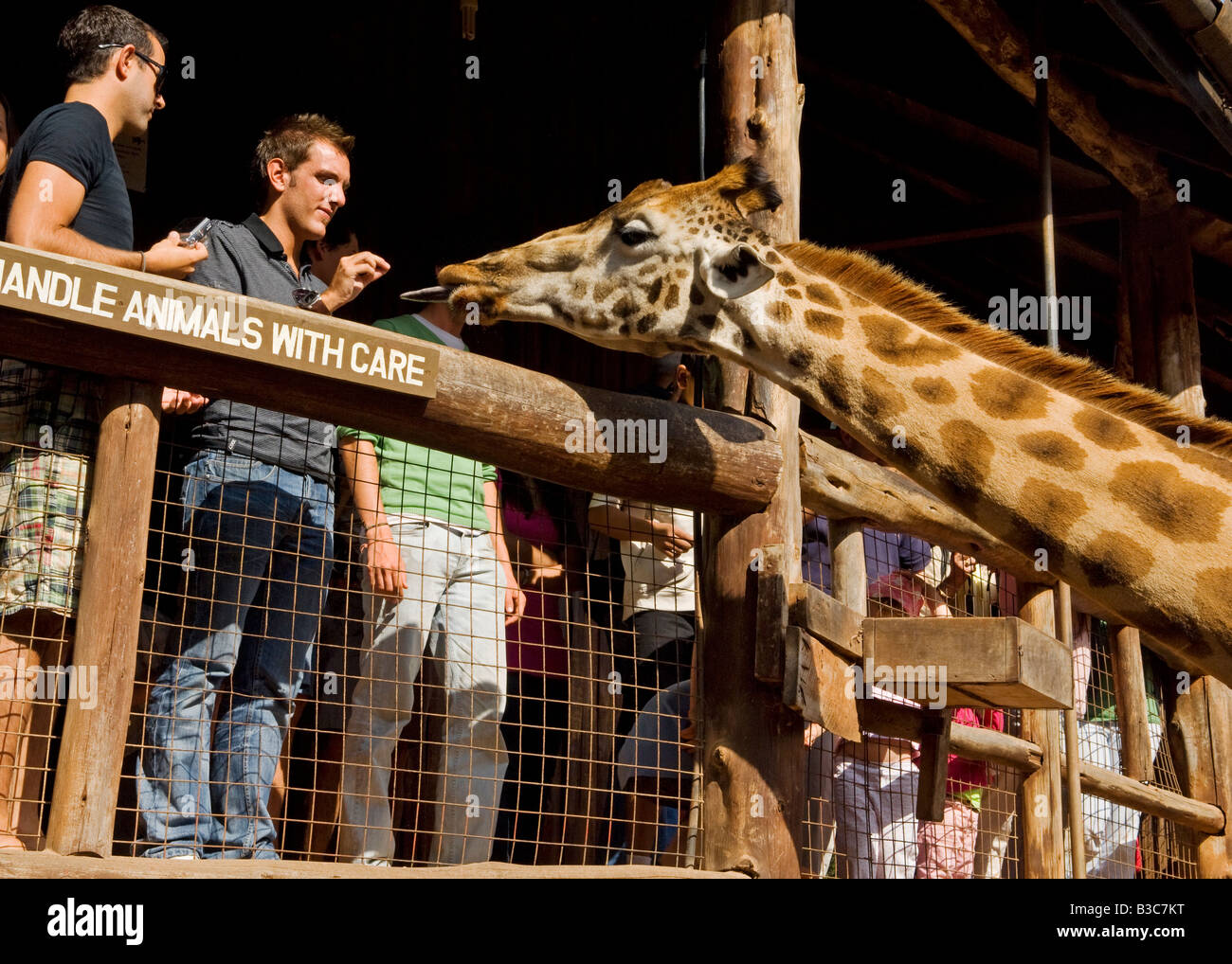Kenya, Nairobi, Langata Giraffe Centre. Tourists can hand feed the giraffe at giraffe's eye-level at the Langata Giraffe Centre. Stock Photo