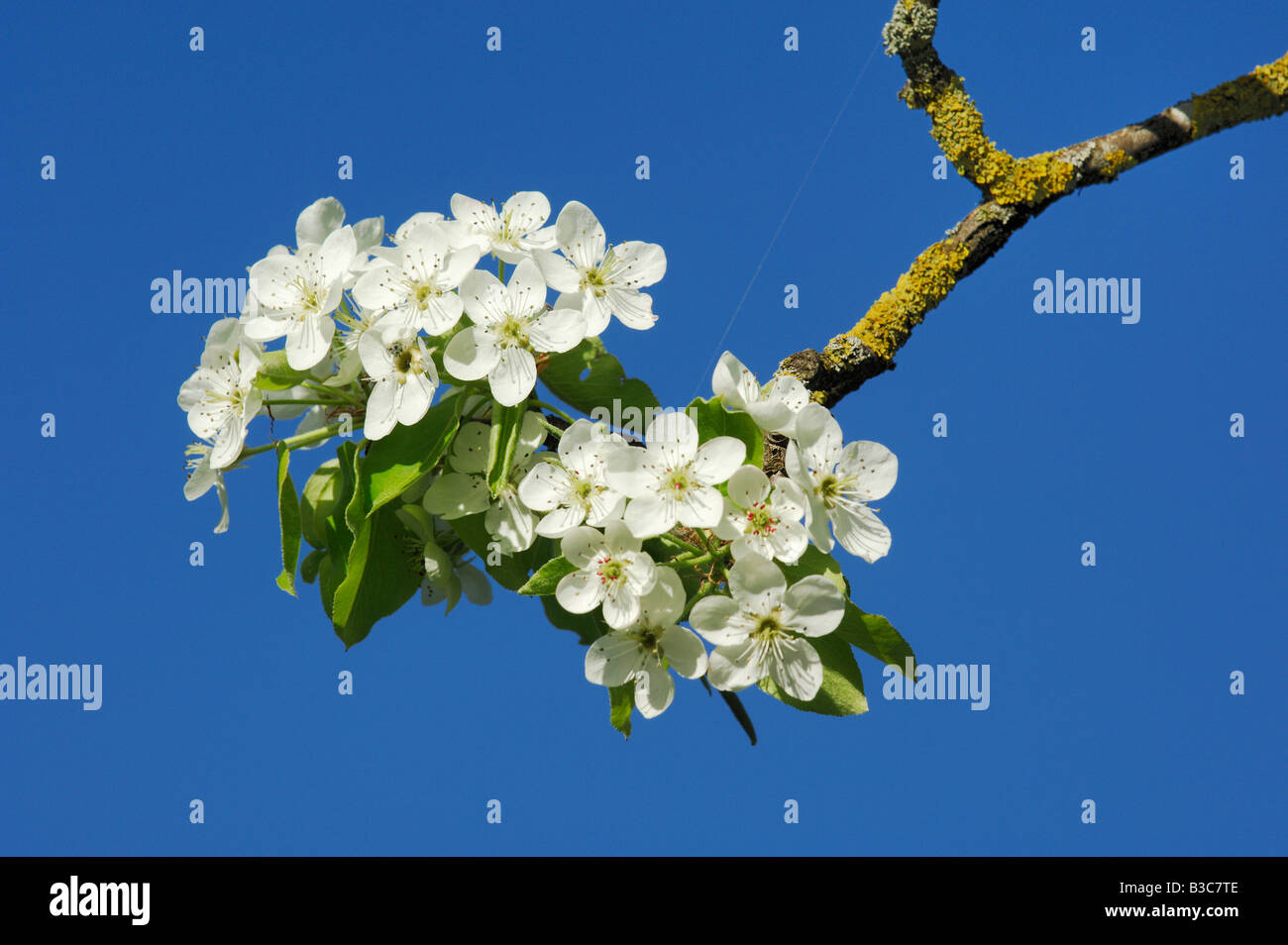 Pear tree (Pyrus pyraster), blossom, Switzerland Stock Photo