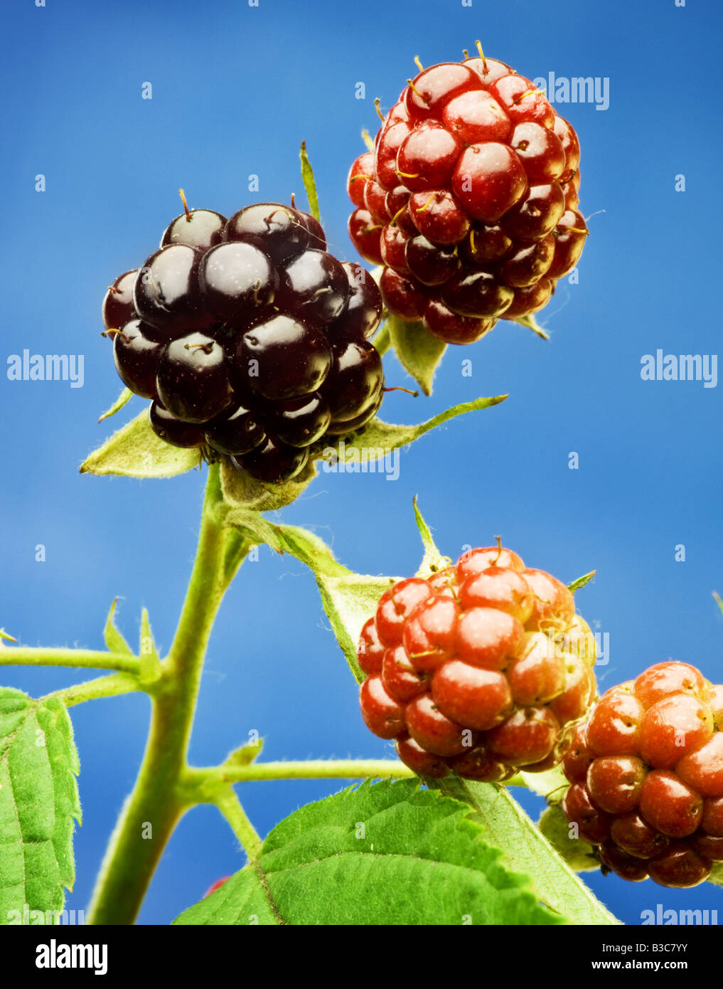 Blackberry Stock Photo