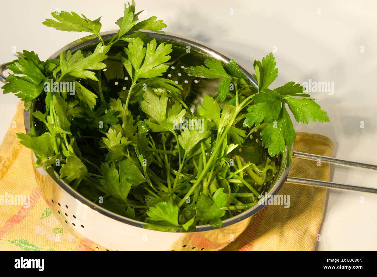 washed "flat leaf parsley" in a colander Stock Photo