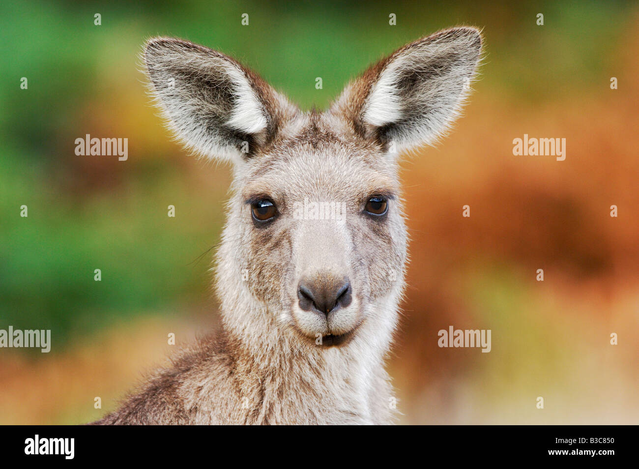 Western Grey Kangaroo Macropus fuliginosus adult Australia Stock Photo
