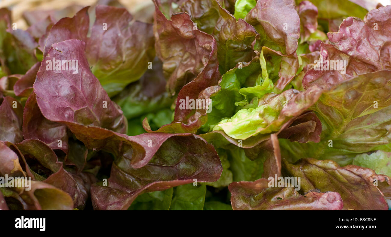 Close-up of organic red leaf lettuce Stock Photo
