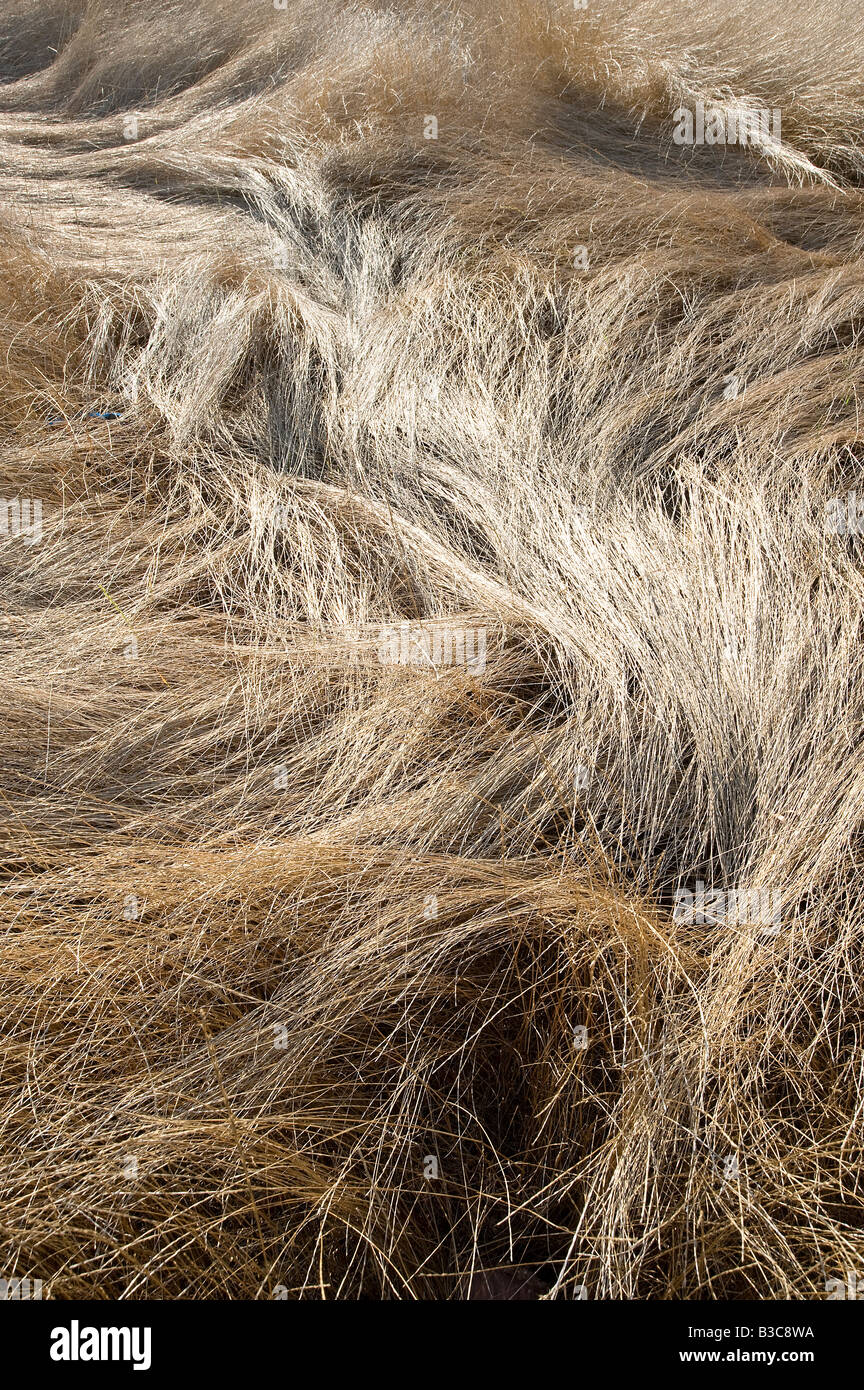 Tall Grass Pattern In Field Bent Over From Wind Stock Photo