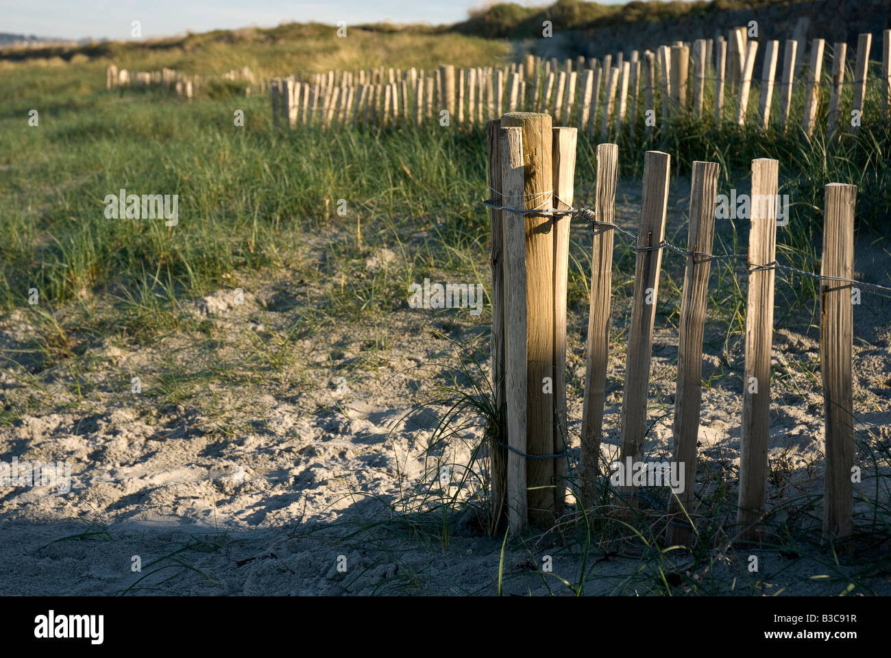 Fencing errected to trap sand in order to help stabilise a coastal sand
