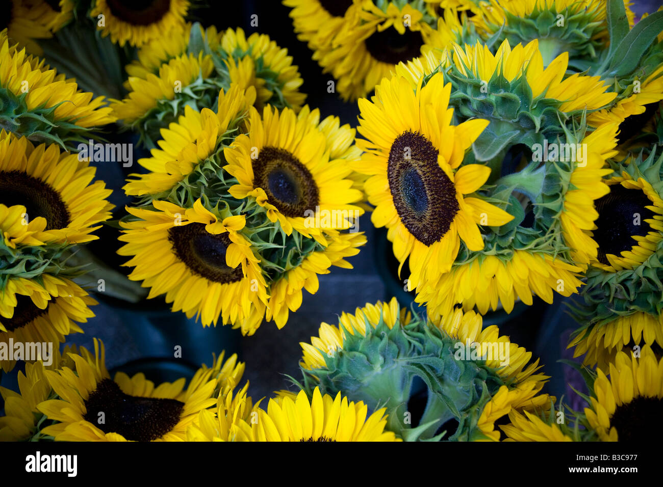A bunch of sunflowers New York City Stock Photo Alamy