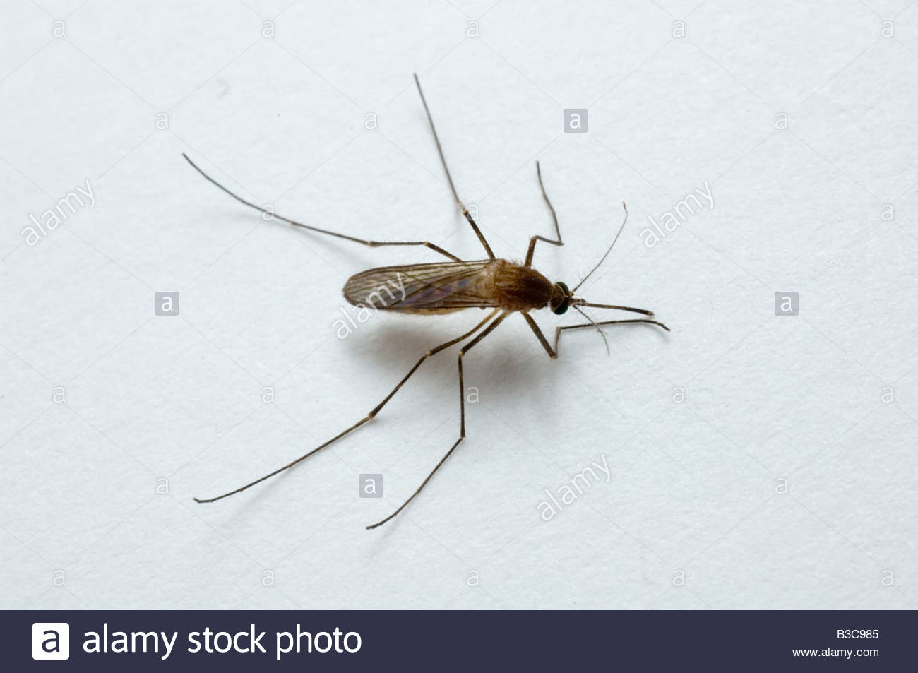 Culicidae Stock Photos Culicidae Stock Images Alamy culicidae-stock-photos-culicidae-stock-images-alamy