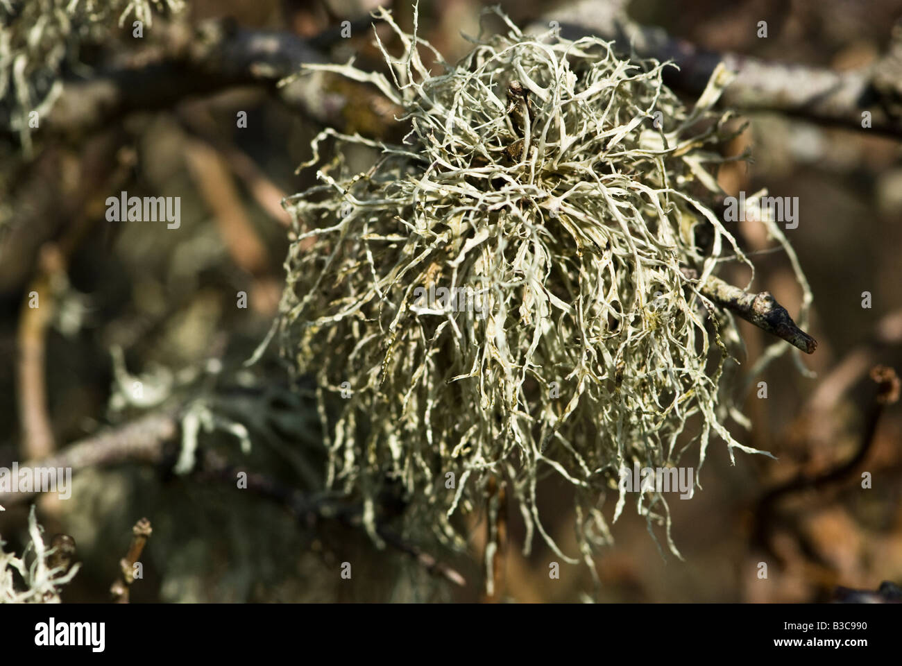 A foliose lichen (Ramalina sp.) growing on a tree branch Stock Photo