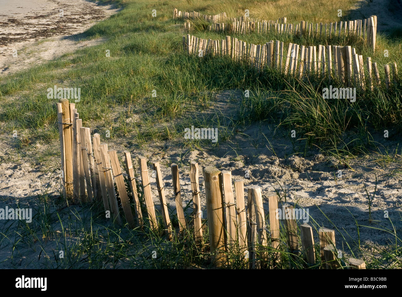 Fencing errected to trap sand in order to help stabilise a coastal sand