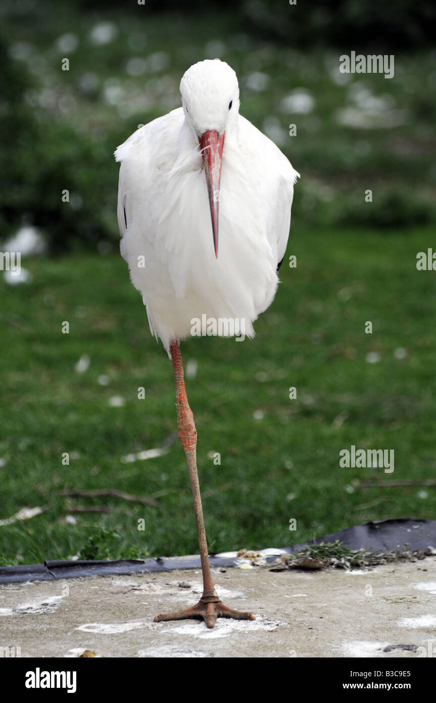 The White Stork (Ciconia ciconia) standing on one leg. Note that the centre of mass of the bird is vertically over the foot. Stock Photo
