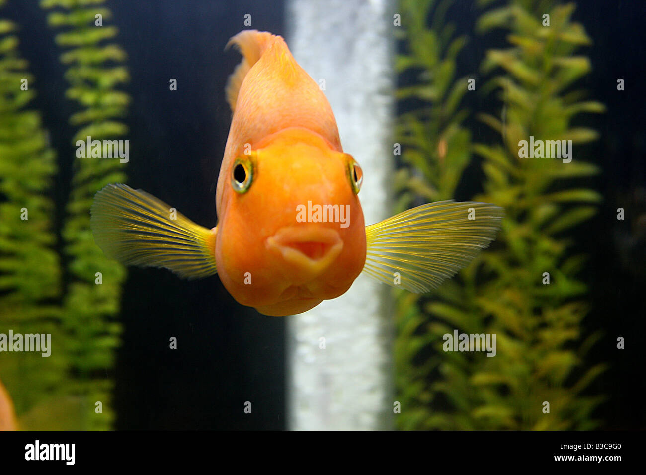 tropical fish in aquarium Stock Photo