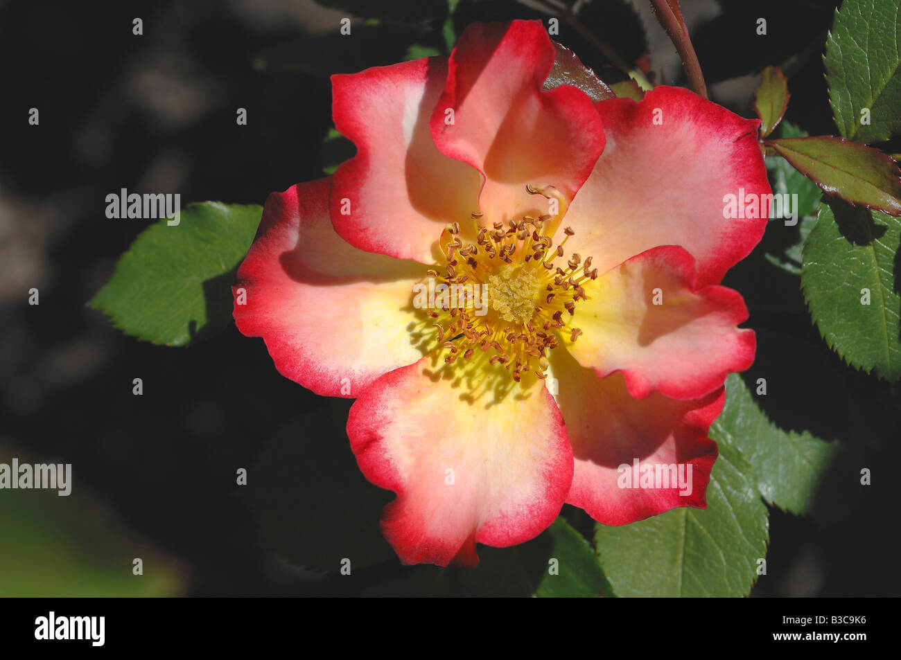 Pink, white and yellow rose at The Rose Garden in Julia Davis Park in Boise, Idaho Stock Photo