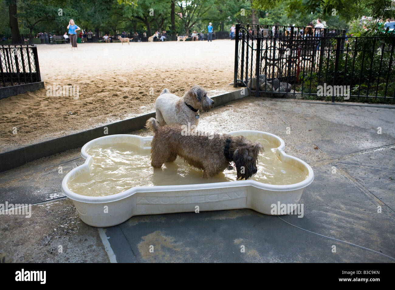 Dogs in a bone shaped pool Stock Photo Alamy