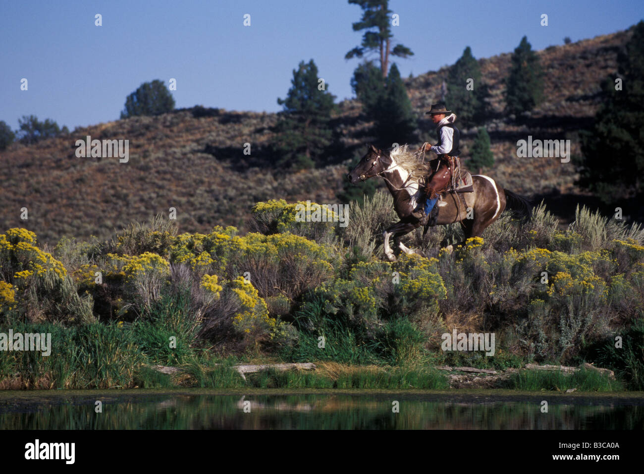 Cowboy Stock Photo