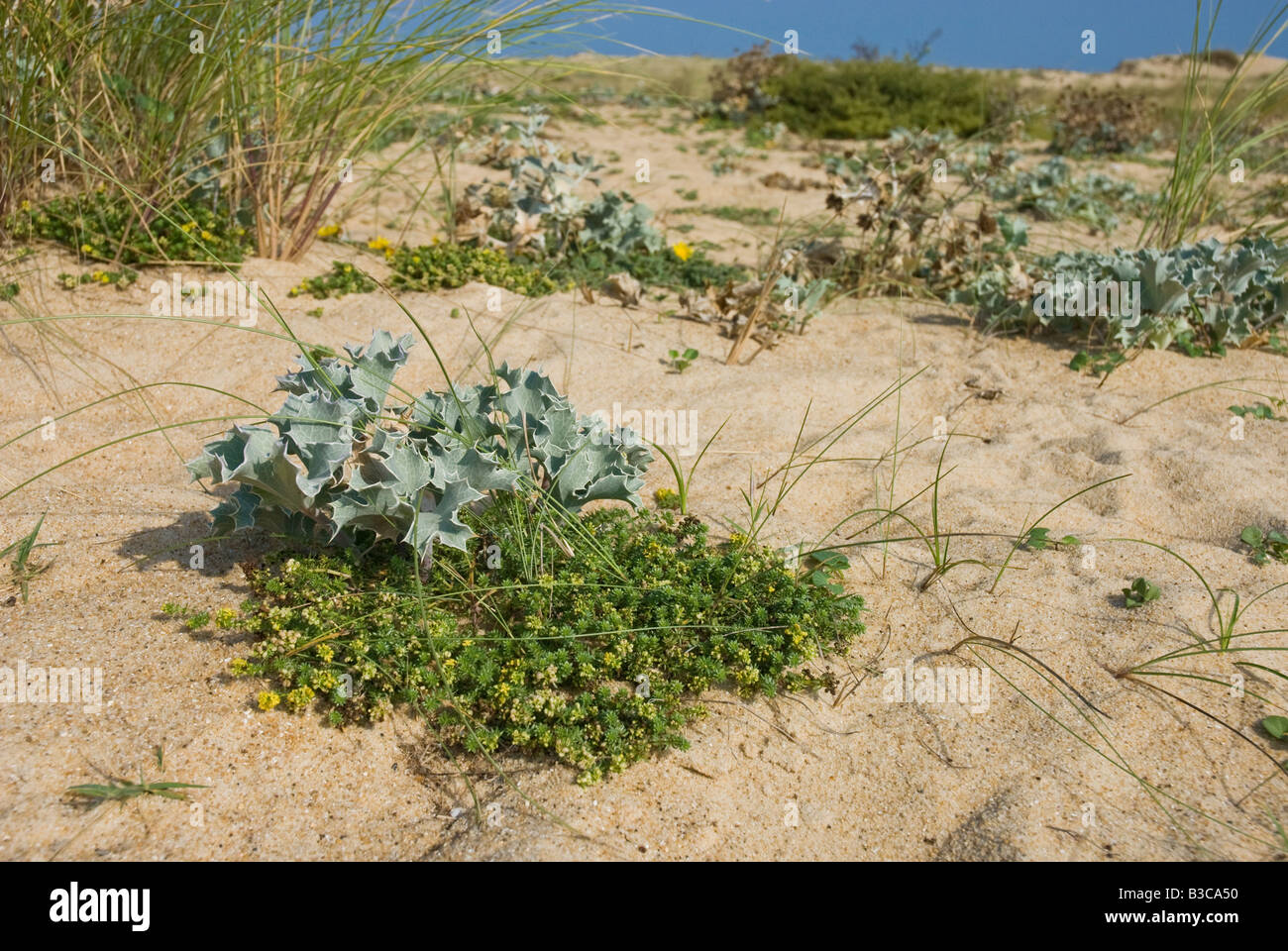 Plants growing on coastal sand dune, including sea holly. Stock Photo