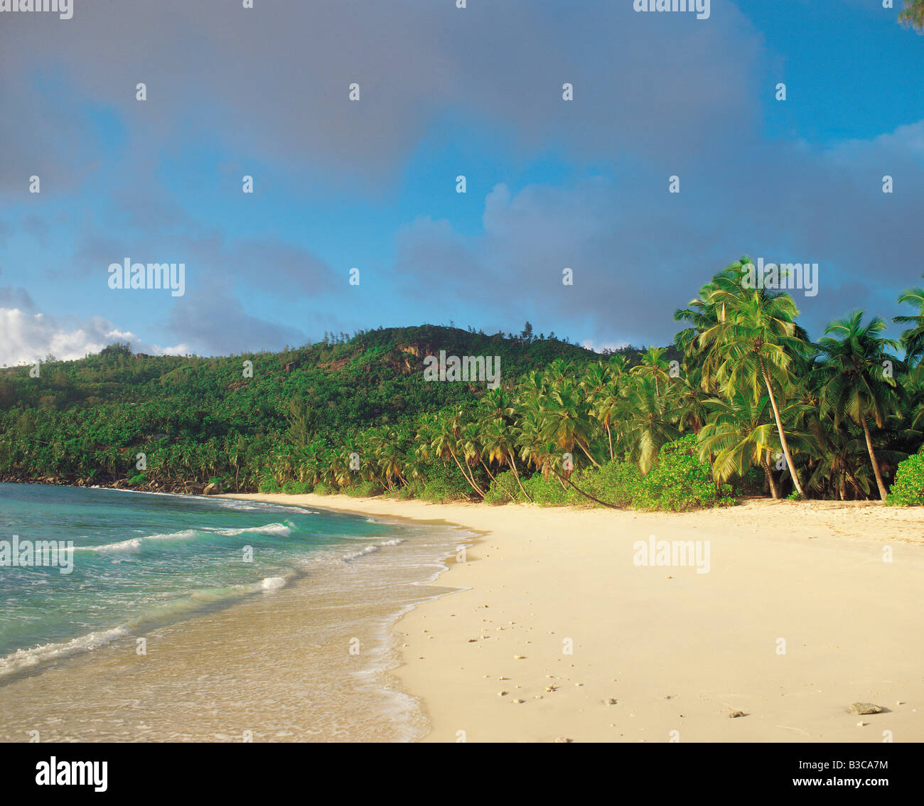 Tropical beach palm trees hi-res stock photography and images - Alamy