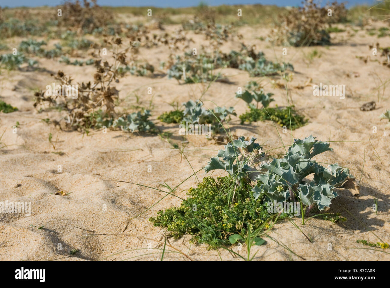 Plants growing on coastal sand dune, including sea holly. Stock Photo