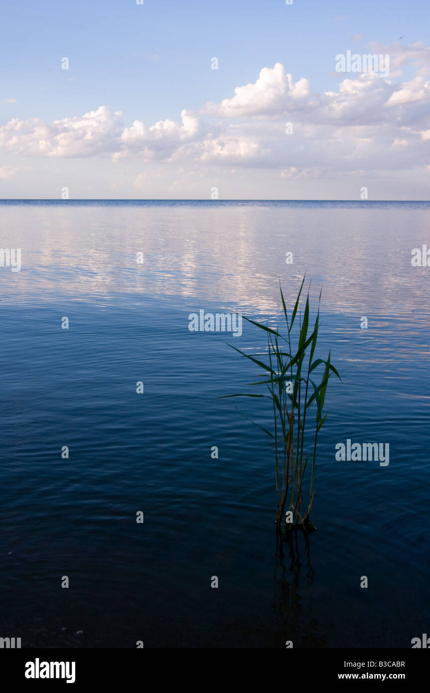 lake Chudskoye Ozero Stock Photo