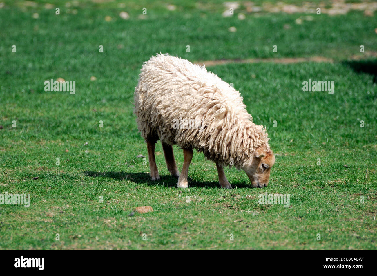 Ushant sheep, the smallest breed of domesticated sheep in the world, from the island of Ushant (Ouessant) of the NW French coast Stock Photo