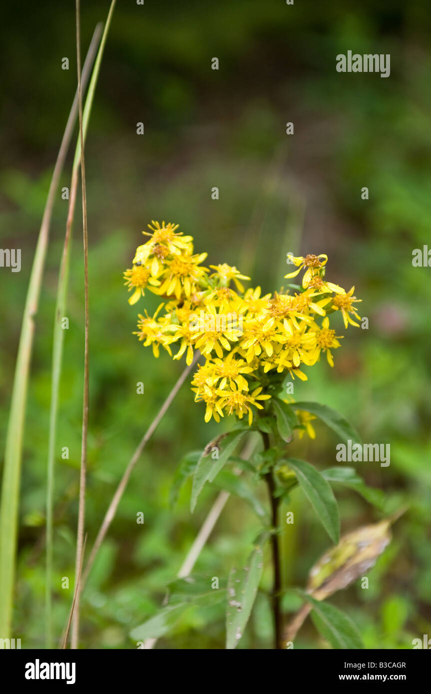 Solidago virgaurea hi-res stock photography and images - Alamy
