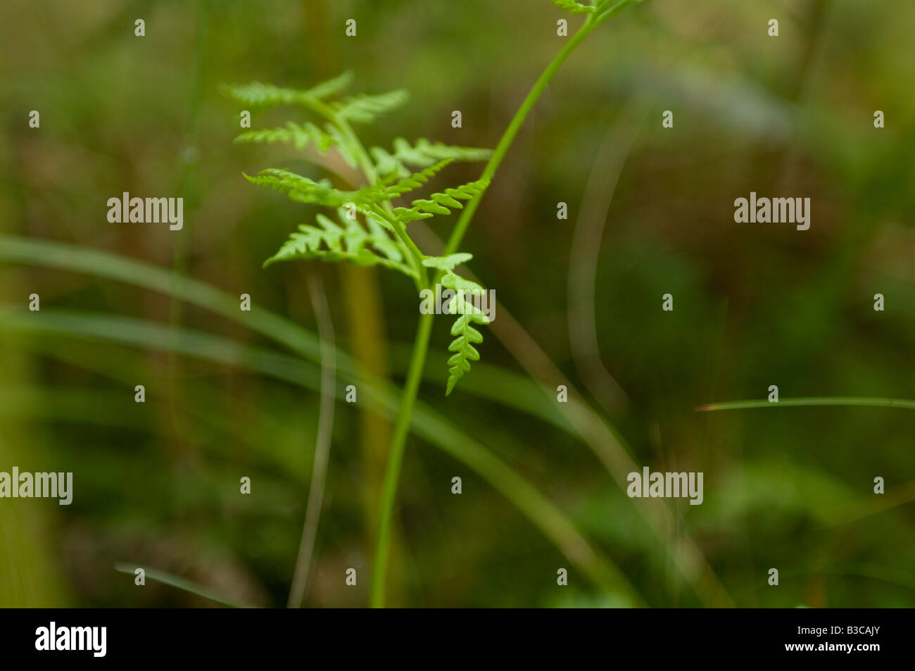 plant kingdom Stock Photo Alamy