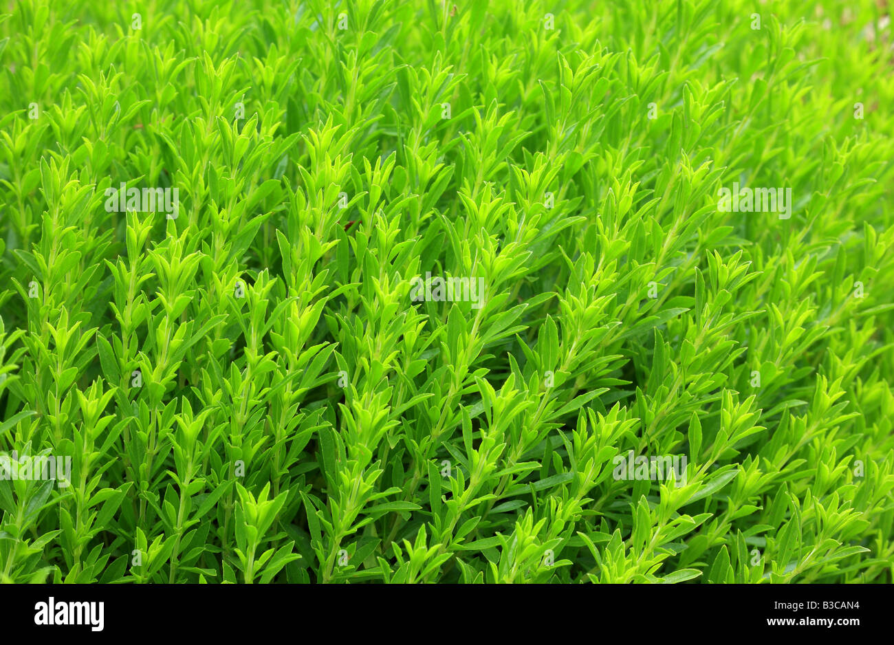 Savory Satureja montana Stock Photo Alamy
