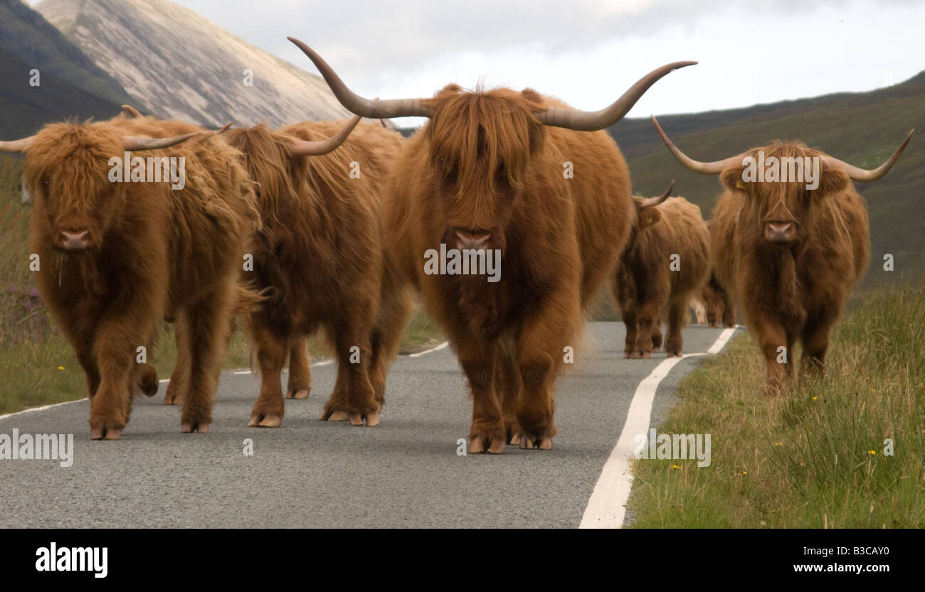Highland cattle being driven along the Elgol road, the Isle of Skye, Scotland Stock Photo