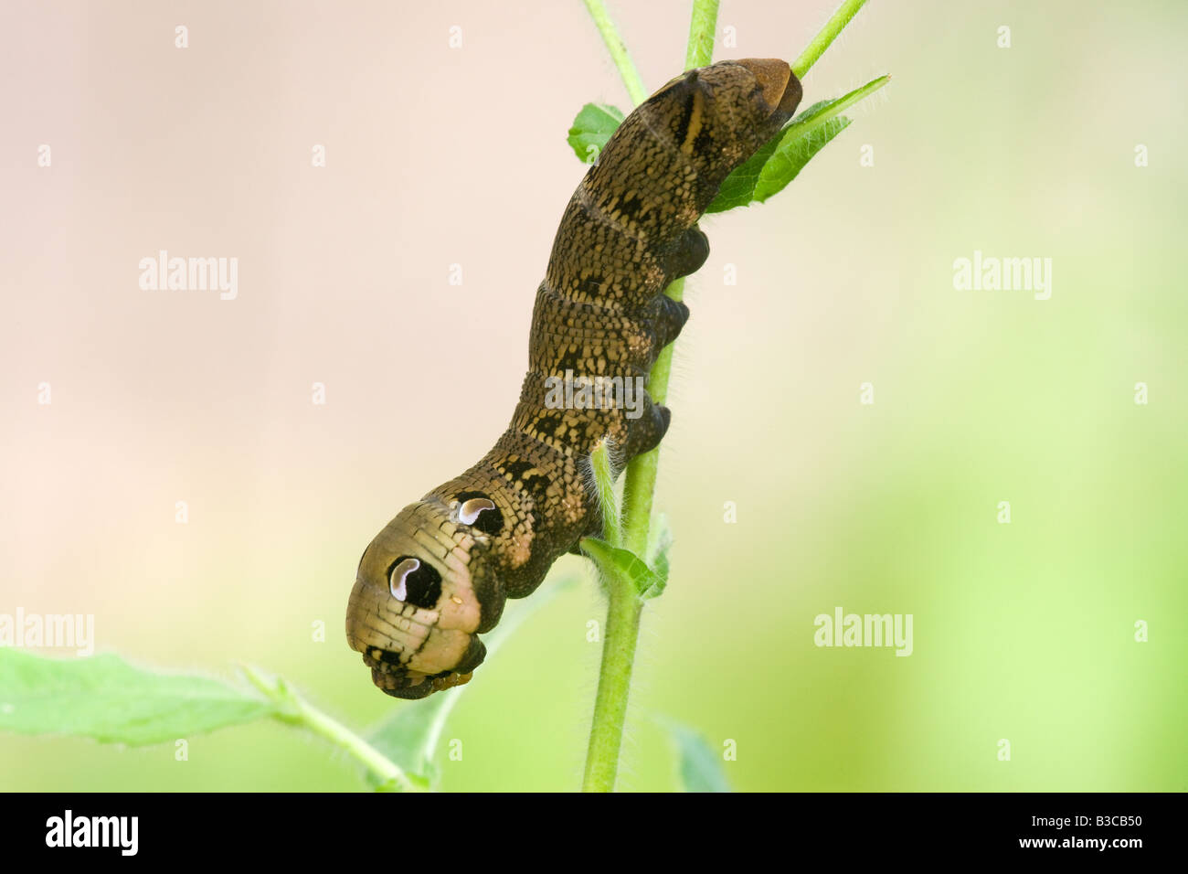 Elephant Hawk Moth Deilephila elpenor caterpillar feeding on Great Willowherb Epilobium hirsutum Stock Photo
