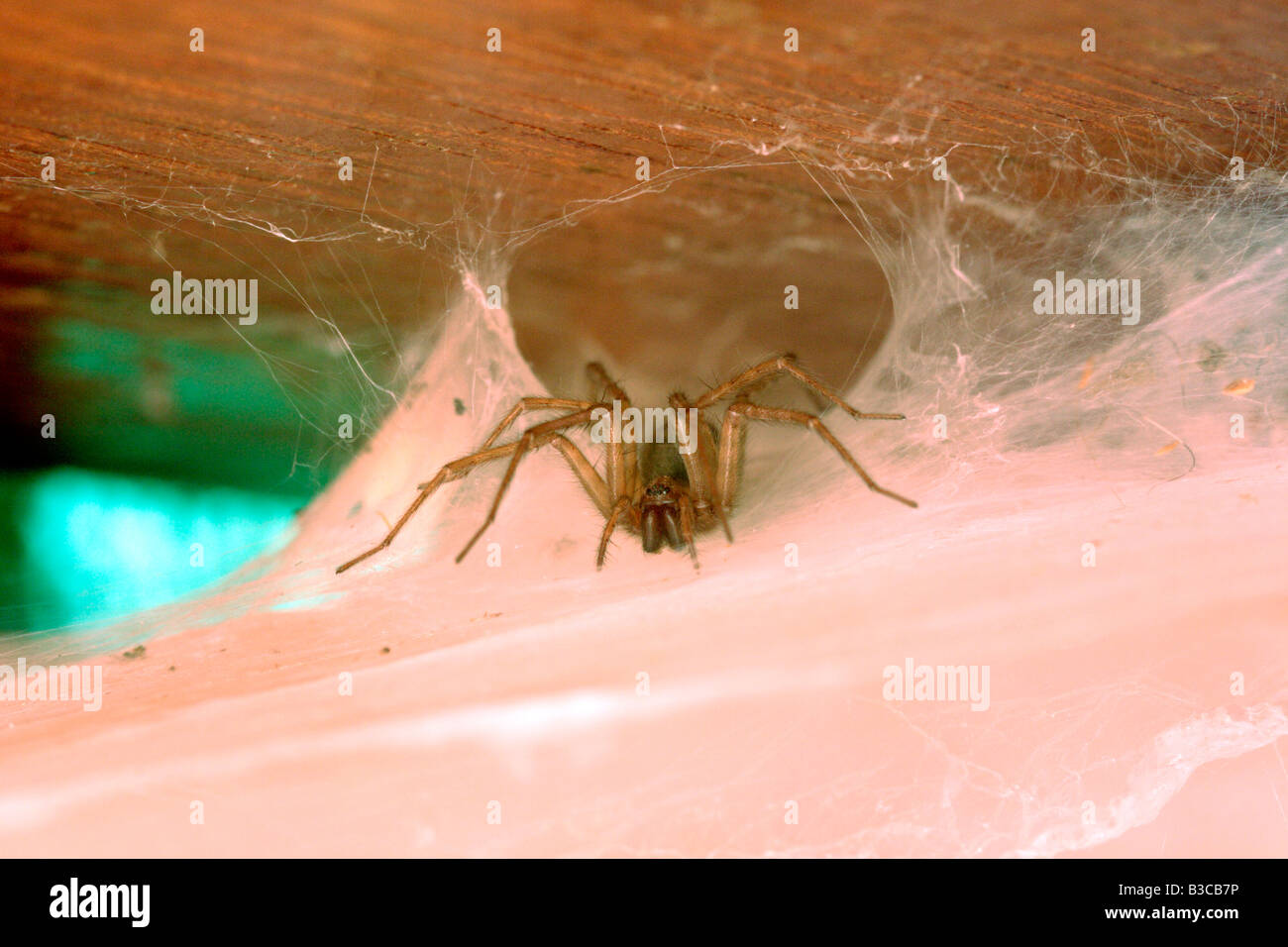 House Spider, Tegenaria gigantea, sitting in the funnel tubular retreat of its dense sheet web waiting for prey, UK Stock Photo
