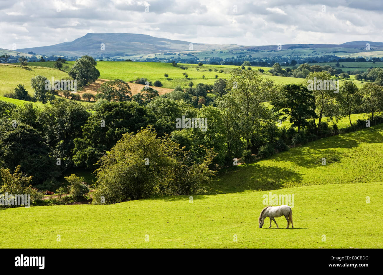 Teesdale countryside looking towards Pen y Ghent, North Yorkshire, England, UK Stock Photo